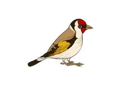 Goldfinch
