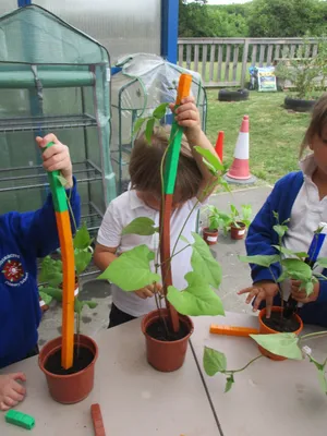 Giant Beanstalks - image 2
