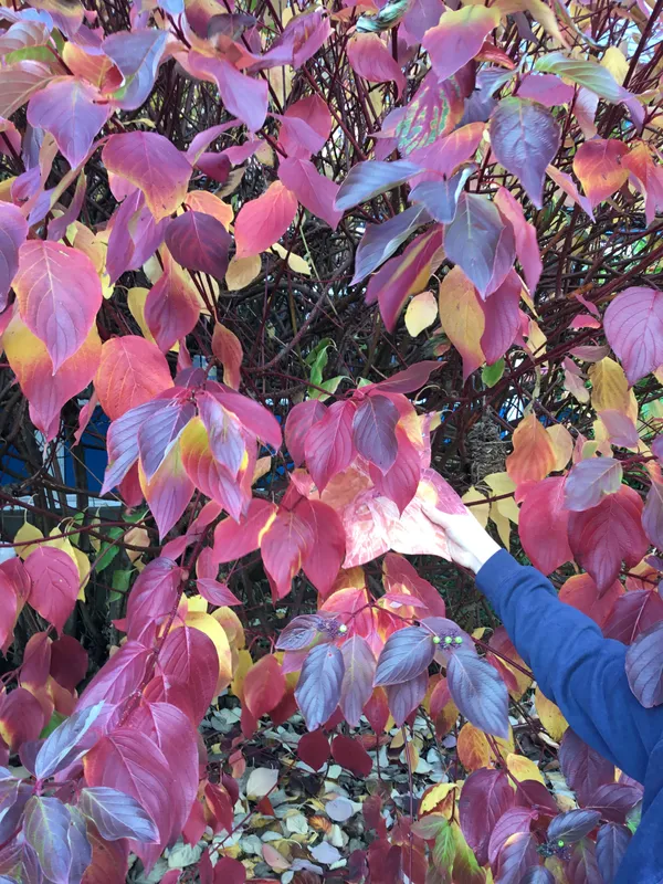 Gallery - created at 2019-11-06 20:19:44 - image 9 Gallery - created at 2019-11-06 20:19:44 - image 9