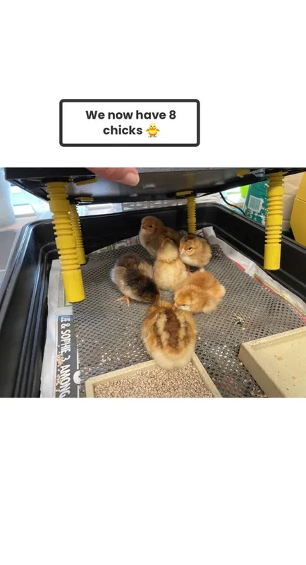 Chickens Hatched - image 2 Chickens Hatched - image 2