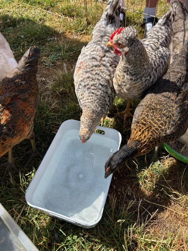 Gallery - created at 2025-07-12 11:34:18 - image 7