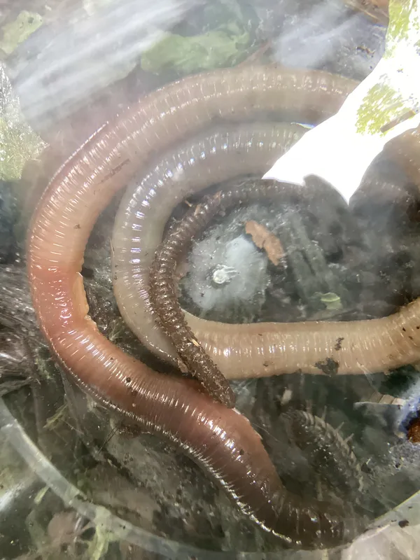 superworm FS - image 8