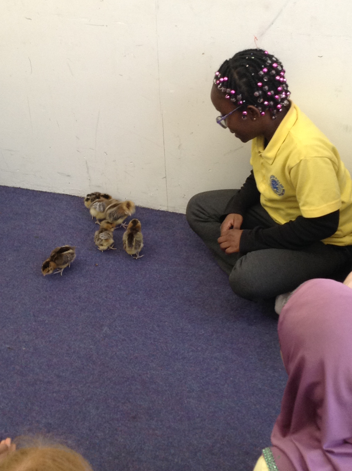 Chicks in Year 5!