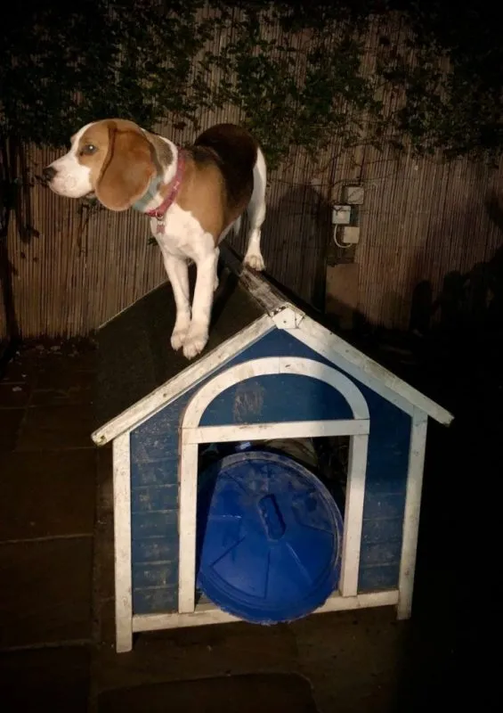 Our School - Bella 5 - image 1