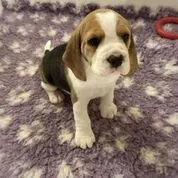 Our School - Bella 13 - image 1