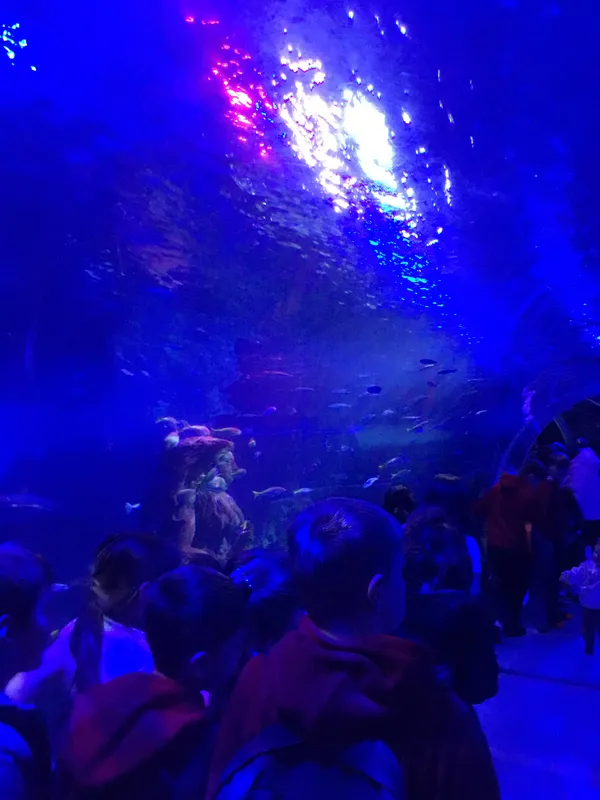 Year 5 Sealife Centre  - image 57