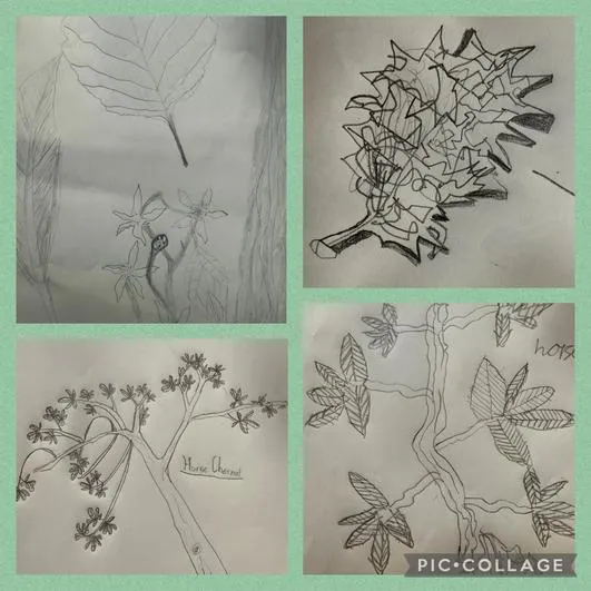 Forest School 2 - image 3 Forest School 2 - image 3