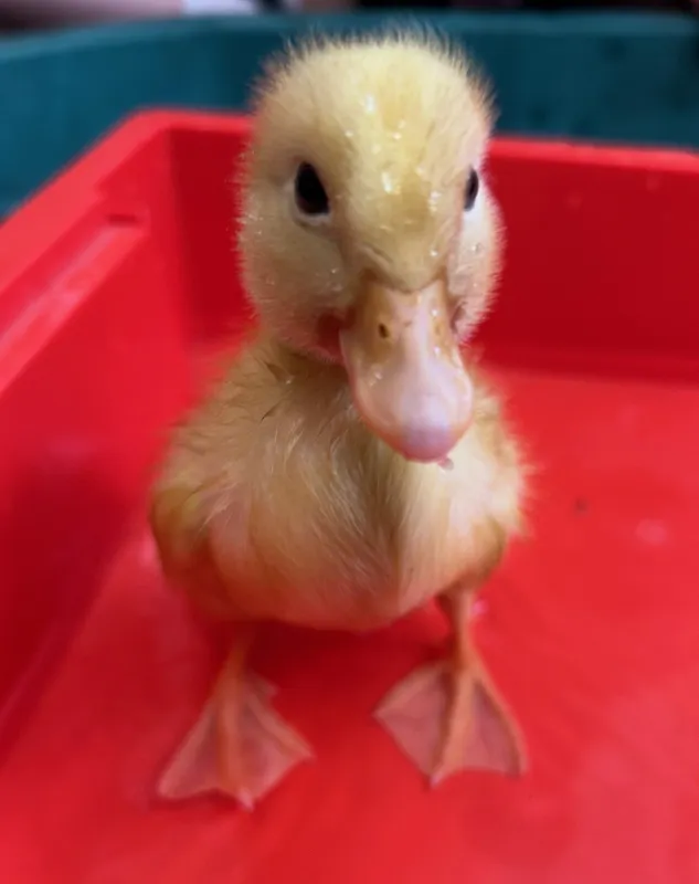 Gallery - created at 2025-06-20 16:26:37 - image 3