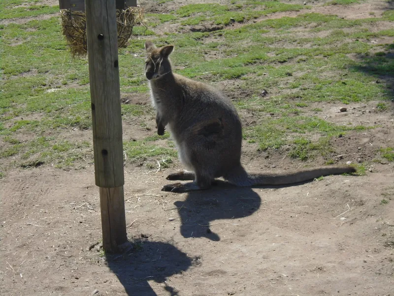 Y3 Yorkshire Wildlife Park Trip - image 28