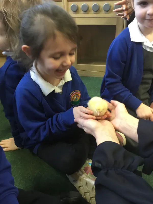 Nursery chicks - image 1