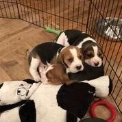 Our School - Bella 13 - image 12