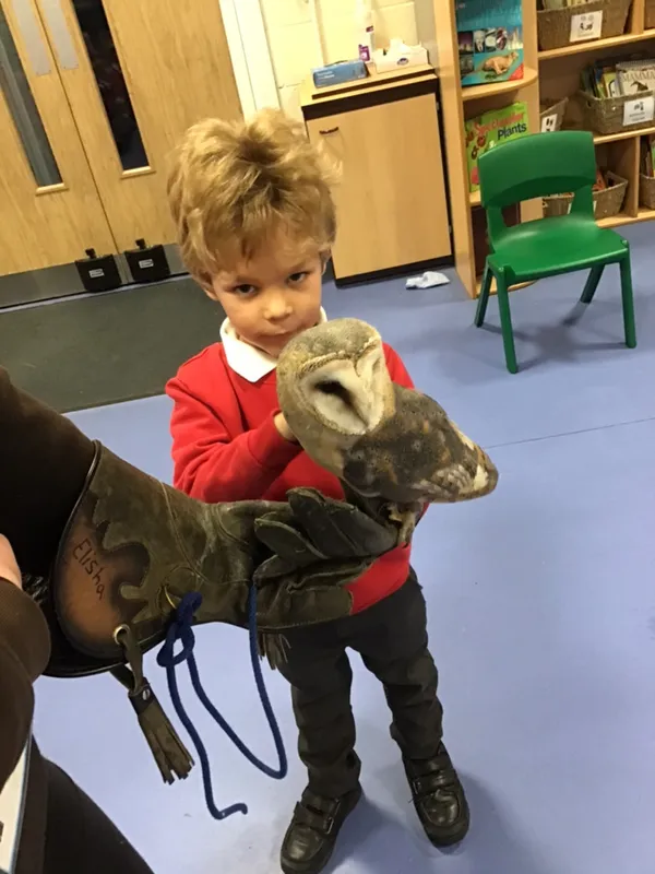 birds of prey year 1 25 - image 25 birds of prey year 1 25 - image 25