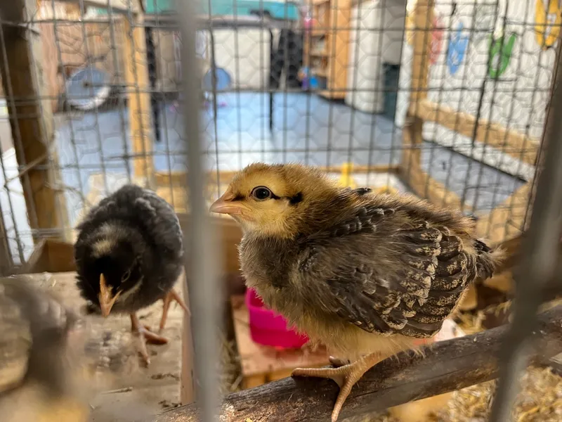 Gallery - created at 2023-05-19 14:08:25 - image 3