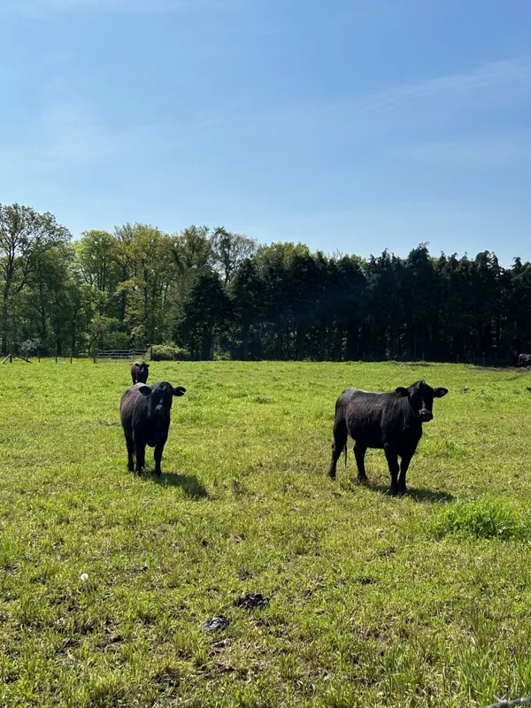 Gallery - created at 2024-05-10 11:40:23 - image 3