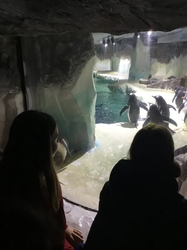 Year 5 Sealife Centre  - image 5