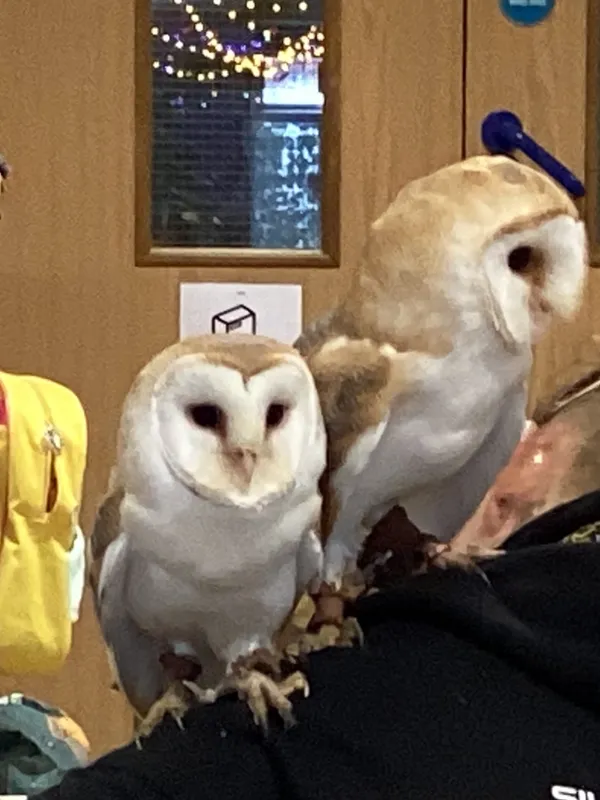 Owl visit - image 1 Owl visit - image 1