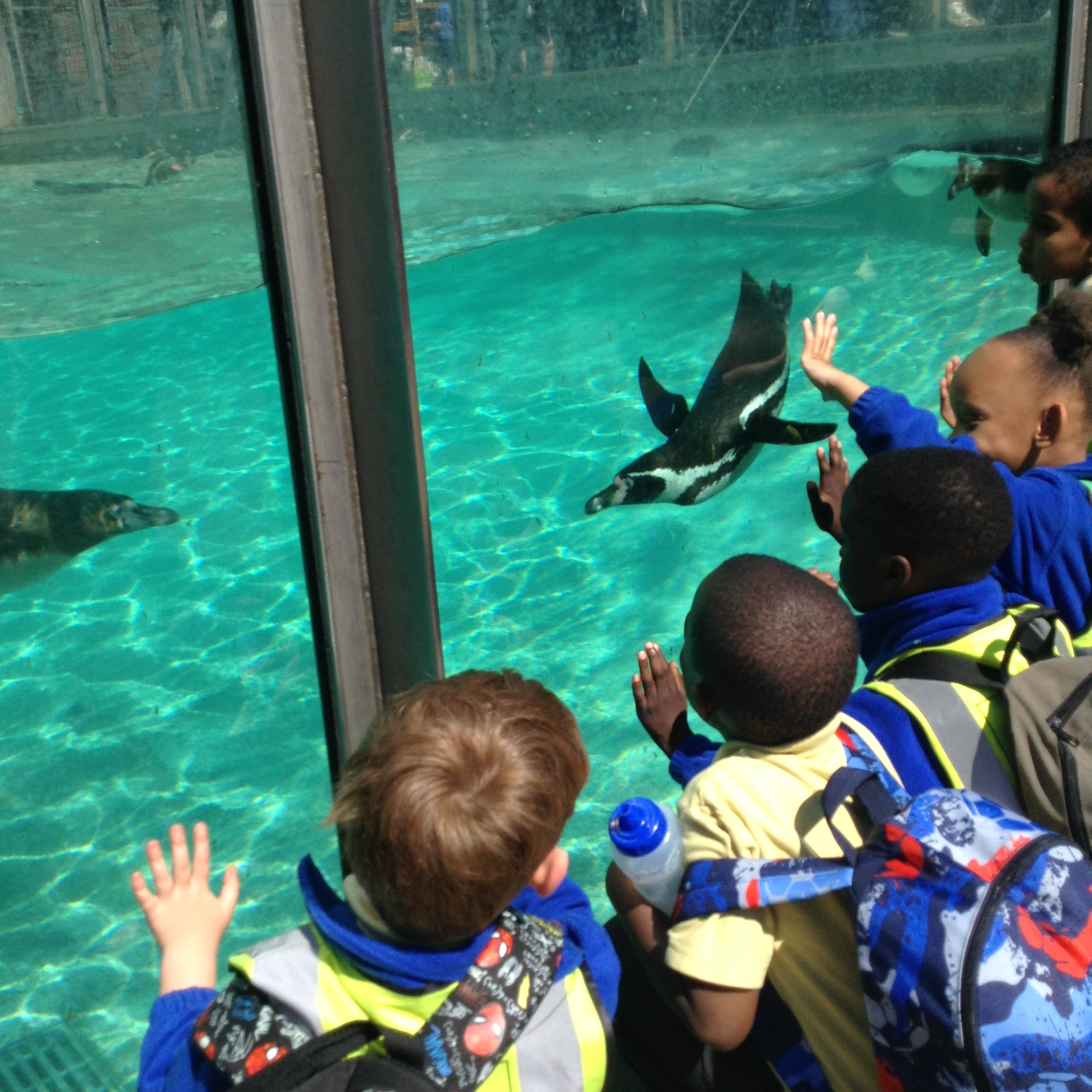 Year 1 go wild at the Zoo!