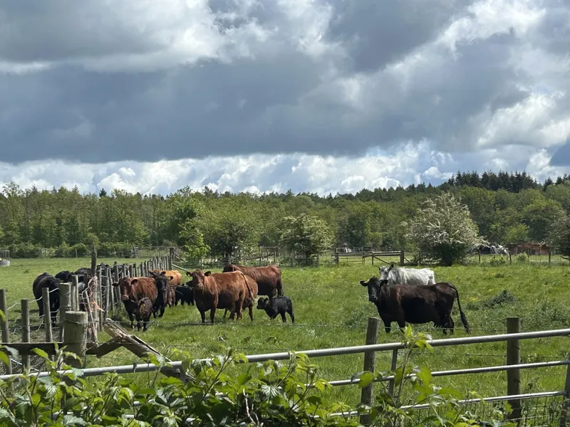 Blue Tin Visit  - image 14