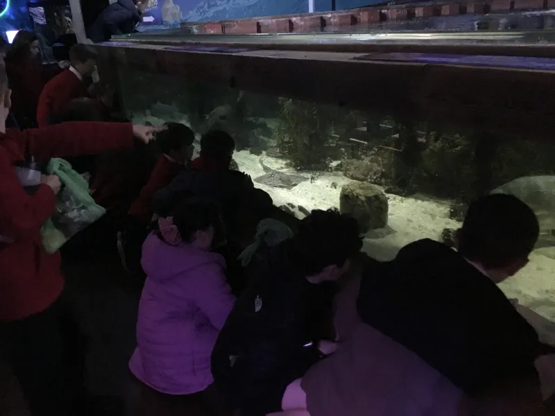 Year 5 Sealife Centre  - image 62