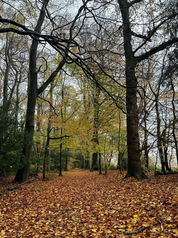 Gallery - created at 2022-11-21 16:44:48 - image 1