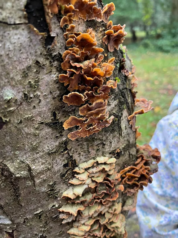 Gallery - created at 2023-10-15 15:16:55 - image 19