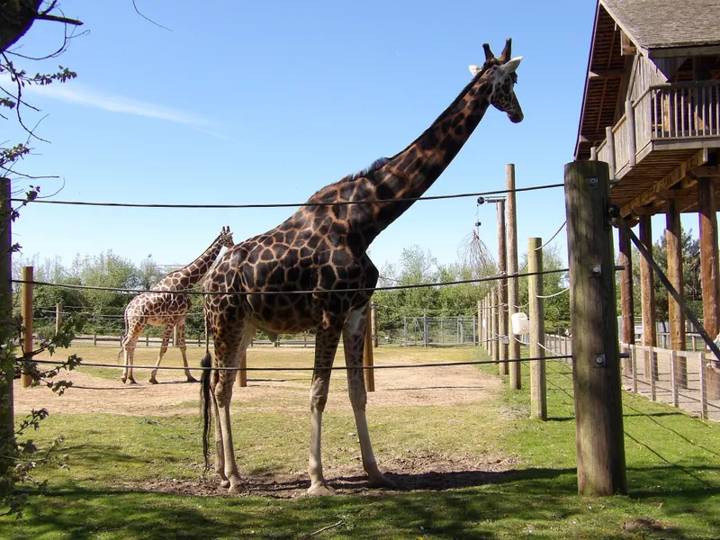 Y3 Yorkshire Wildlife Park Trip - image 14