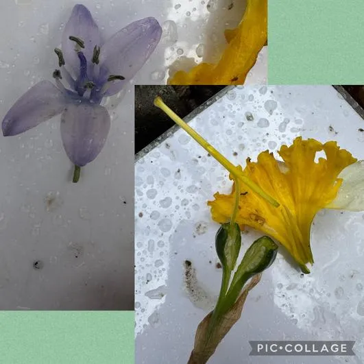 Forest School 40 - image 4 Forest School 40 - image 4