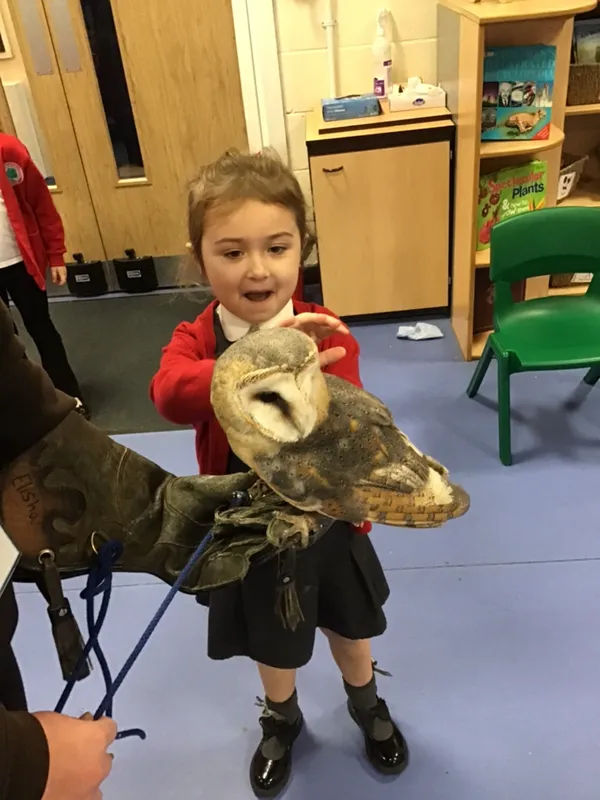 birds of prey year 1 25 - image 18 birds of prey year 1 25 - image 18