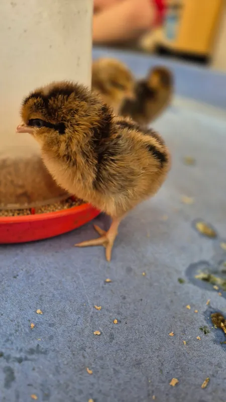 Gallery - created at 2025-05-17 14:55:55 - image 16