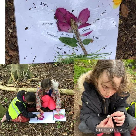 Summer 2024 - 24th April - Saplings - Flower Parts and What a Plant Needs to Grow - image 3 Summer 2024 - 24th April - Saplings - Flower Parts and What a Plant Needs to Grow - image 3