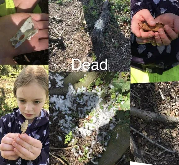 Summer 2023 - April 19th - Saplings - Identifying and Classifying Living Things and Playing the MRSGREN Game - image 4 Summer 2023 - April 19th - Saplings - Identifying and Classifying Living Things and Playing the MRSGREN Game - image 4