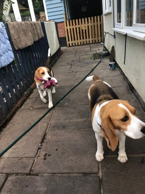 Our School - Bella 9 - image 1