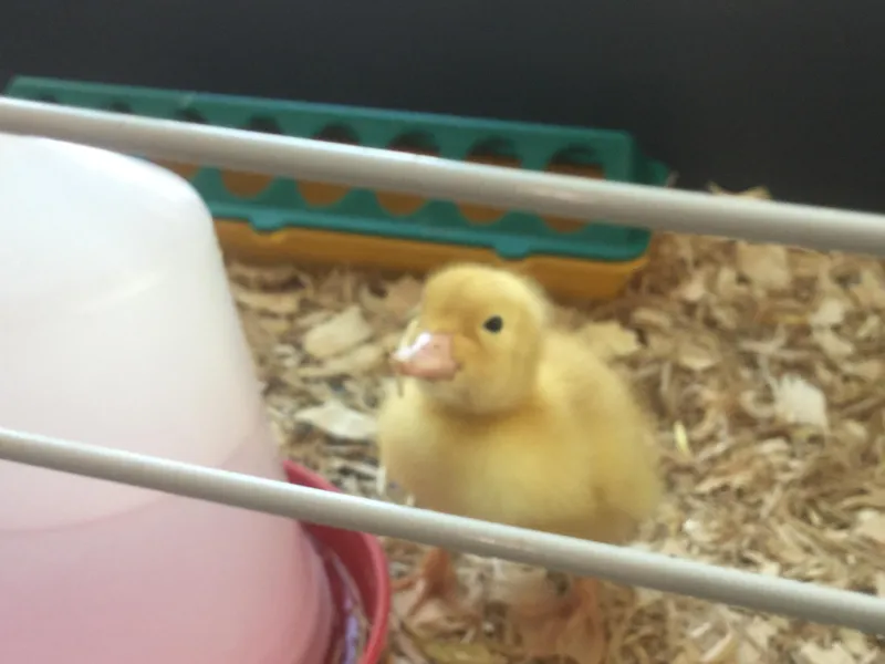 A Date with a Duck 4 - image 3