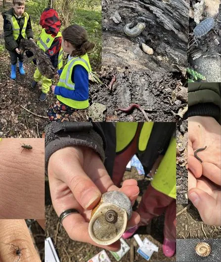 Summer 2023 - April 26th - Saplings - Living Things and Their Habitats (vertebrates and Invertebrates) - image 3 Summer 2023 - April 26th - Saplings - Living Things and Their Habitats (vertebrates and Invertebrates) - image 3