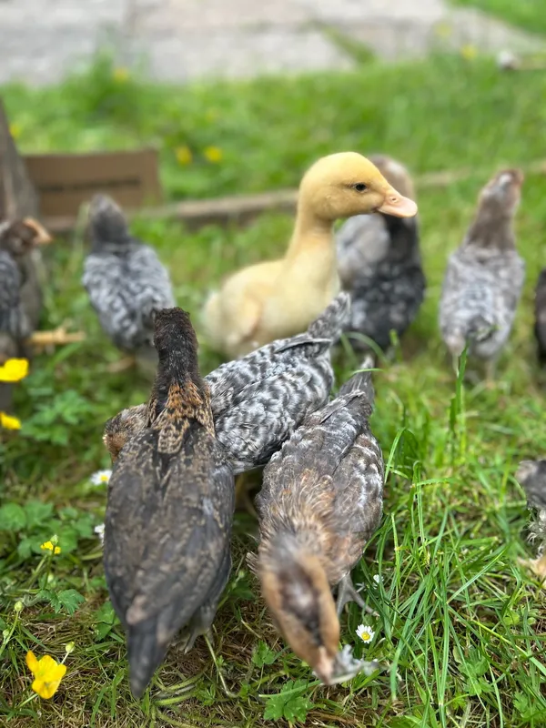 Gallery - created at 2025-06-06 11:32:24 - image 8