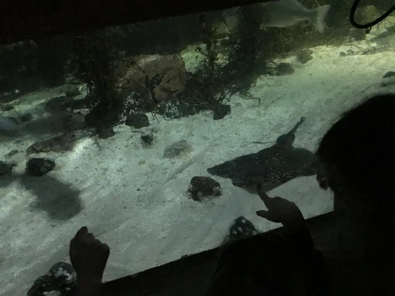 Year 5 Sealife Centre  - image 63