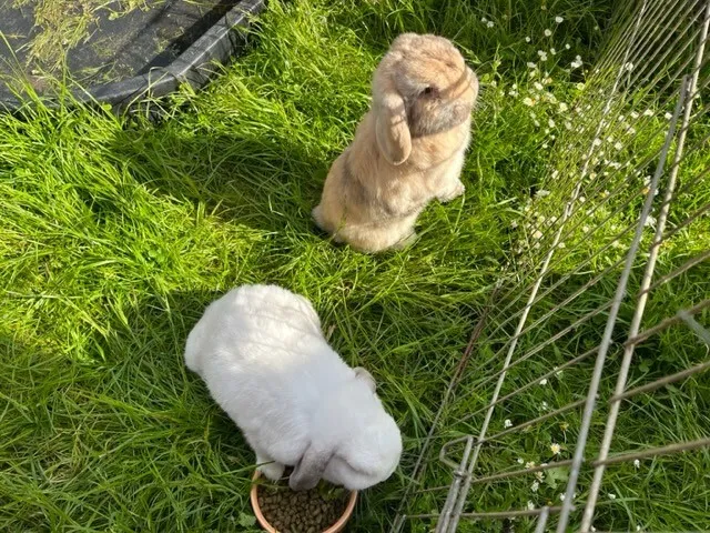 Gallery - created at 2023-05-26 11:48:29 - image 3