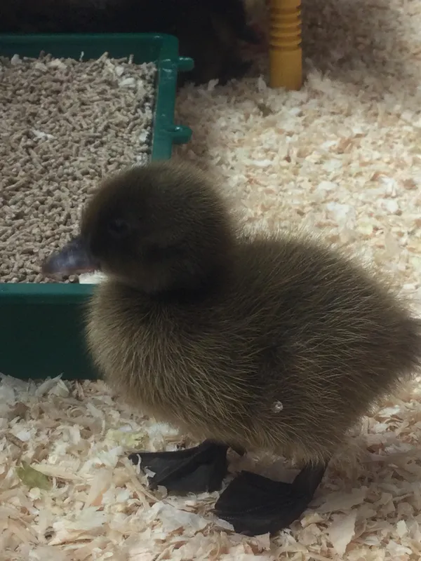 A Date with a Duck 2023 - image 3