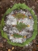 Forest School 161 - image 1 Forest School 161 - image 1