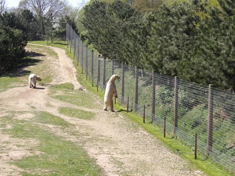 Y3 Yorkshire Wildlife Park Trip - image 2