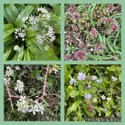 Forest School 41 - image 1 Forest School 41 - image 1