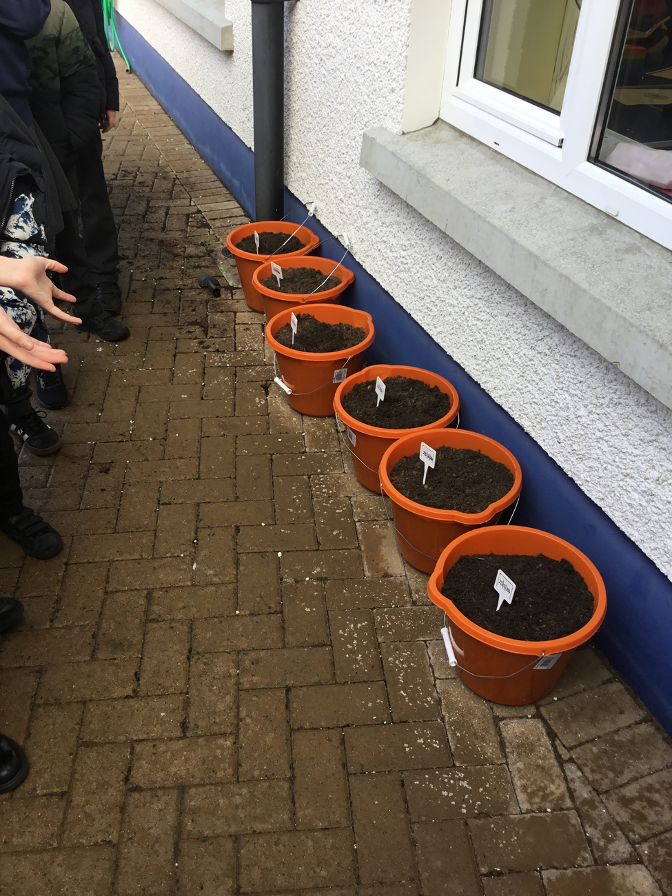 Planting potatoes in Y4/5