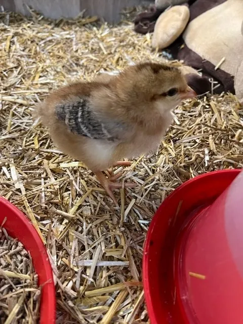 Gallery - created at 2023-05-15 17:46:15 - image 9