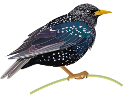 Starlings