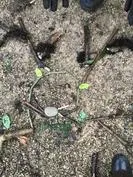 Forest School 139 - image 4 Forest School 139 - image 4