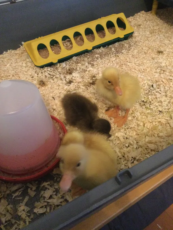 PS duckling update number 4 - image 2