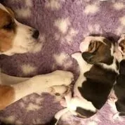 Our School - Bella 13 - image 4