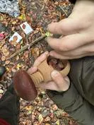 Forest School 89 - image 1 Forest School 89 - image 1