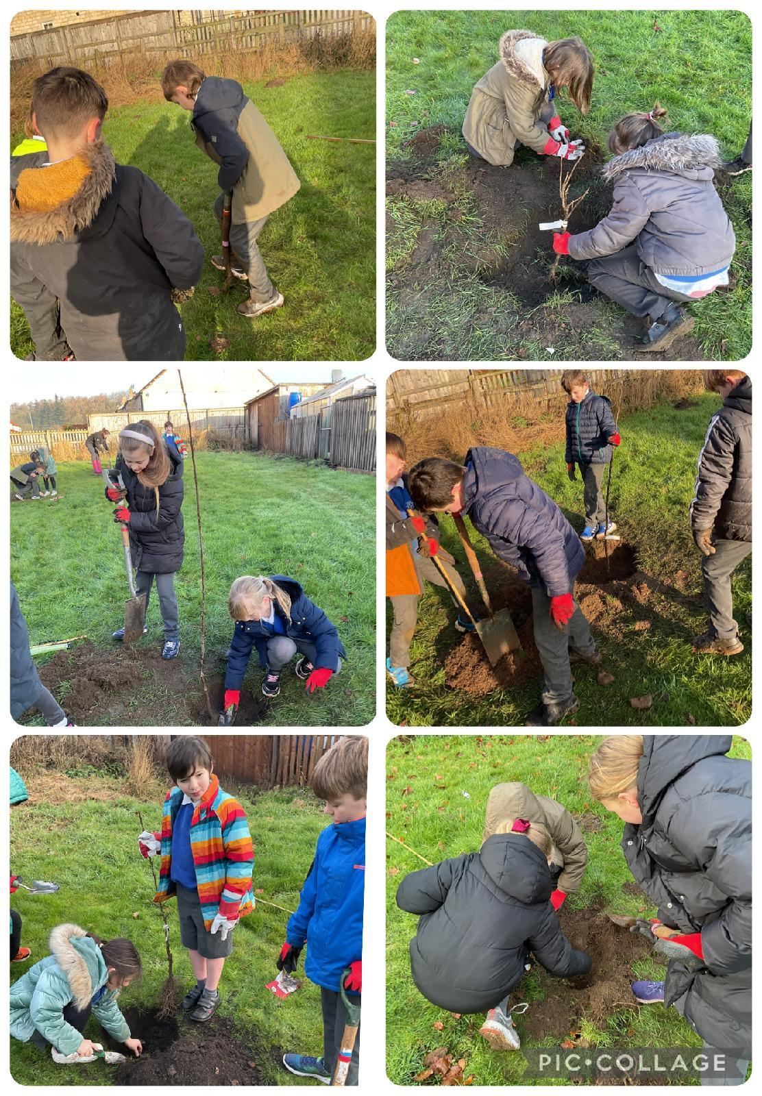 Maple Class Planting Trees