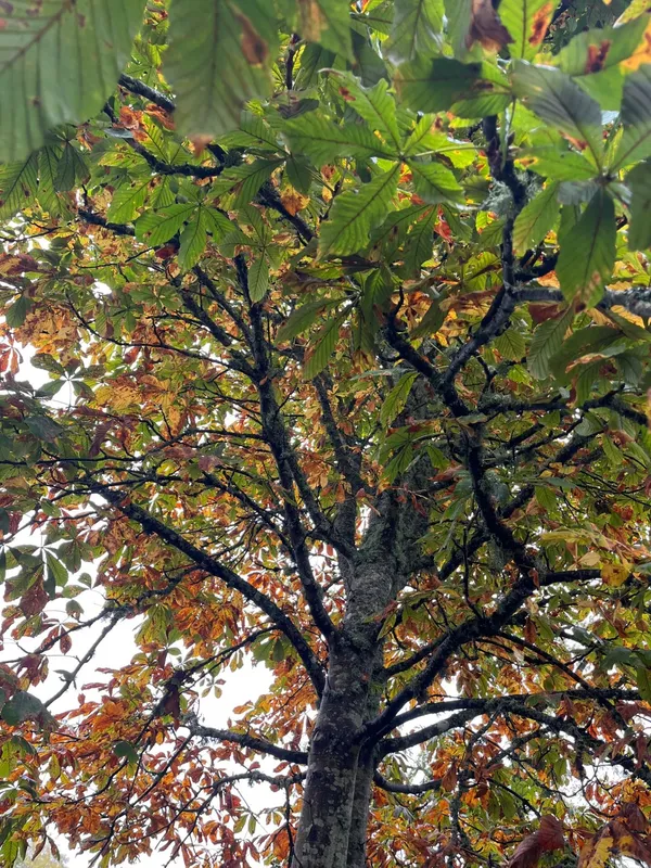 Gallery - created at 2023-10-15 15:16:55 - image 23